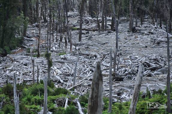 Restos da floresta destruída pela erupção do vulcão Chaitén em 2008, no sul do Chile